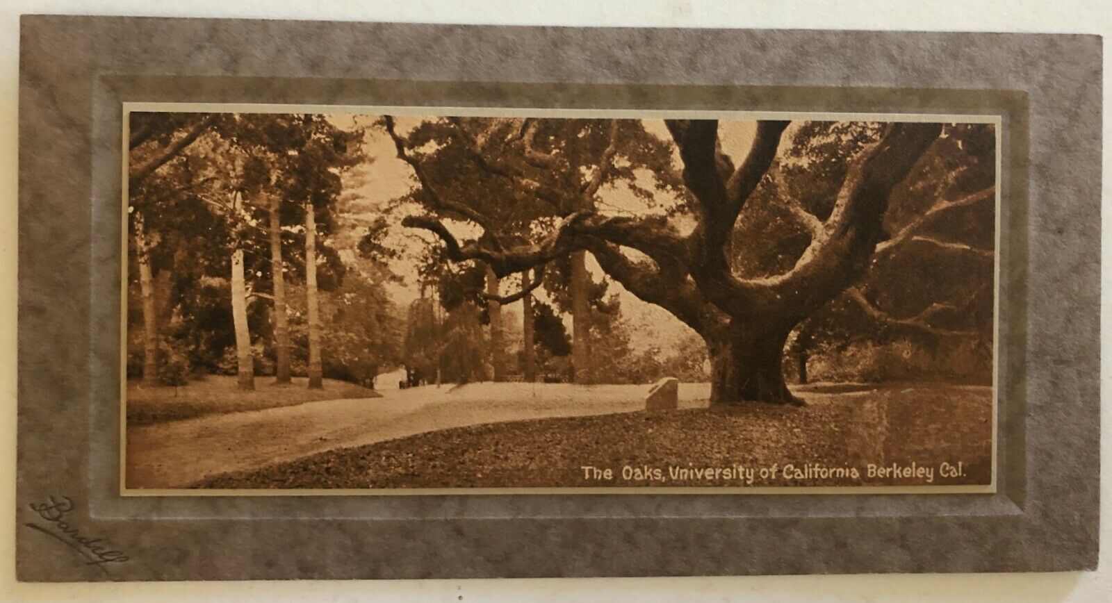 The Oaks University Of California Berkeley Vintage Sepia Rppc Postcard